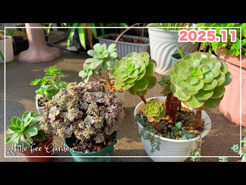 【#530】お寝坊さんもいるけどアエオが動き出しました【ガーデニング】