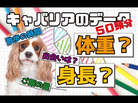 キャバリア りんちゃんねる Cavalier King Charles Spaniel の最新動画 Youtubeランキング