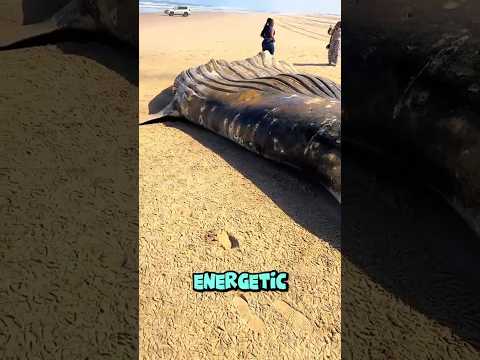 Shocked To See Bigger Whale 🐳🤯