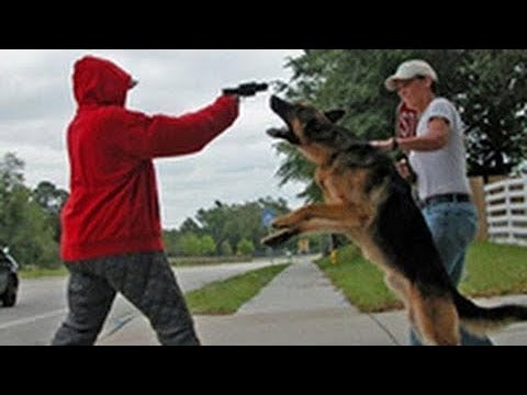 Loyal Dogs Saved People Life Compilation 2017 - UCwkmoksfgXW6dB9DjNXpq9g