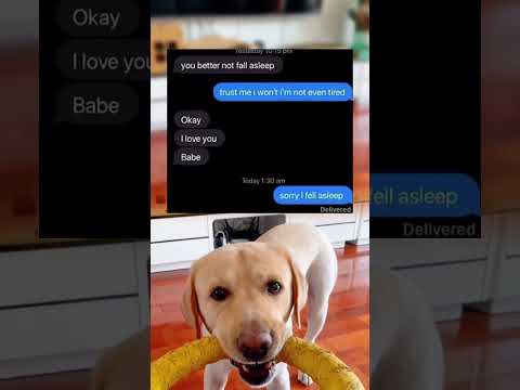 #memes #story #dog #shorts #pets