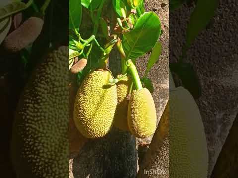 Nature Beauty in Our Garden|#natureshorts#sugandhi#patrode #rose #jackfruit|@Village_lifestyle415