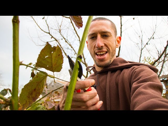 How to Prune Blackberry Bushes for Optimal Growth - HayFarmGuy