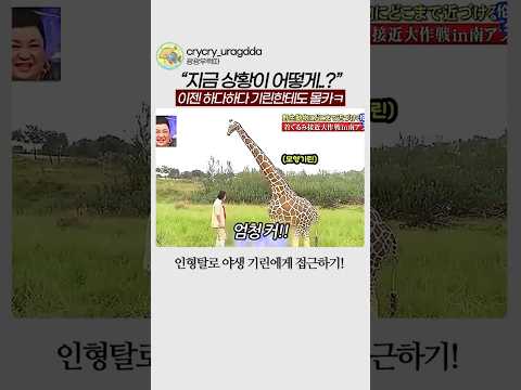 대환장 기린 위장술ㅋ