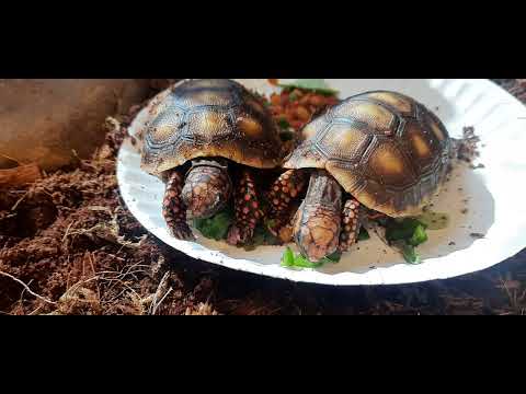 Red Foot Tortoise Hatchlings, Welcome to the famil https://fishfam.link/sarajseiber