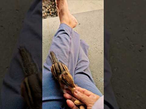 one day you and me best friend feeding time little ciqmunk 🥜 🐿