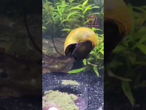 Mystery Snail parasnailing! Watch as Patcha takes a deep dive from the top of his tank into a feeding dish of his favorite snail