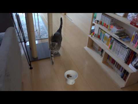 走ってくるぽぽぉ　おやつを食べて満足げなぽぽぉ