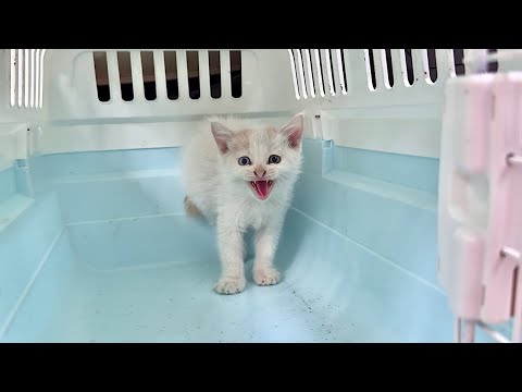 【緊急】足を怪我した生後１ヶ月のシャーシャー子猫を保護しました。