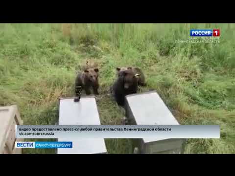 Медвежат, которых зимой люди спасли от верной гибели, выпустили обратно в лес
