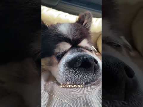 #lucky #น้องหมาจอมซน🐶❤️