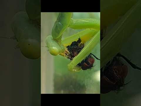 mantis 사마귀는 곤충 중 포식자입니다 #mantis #사마귀