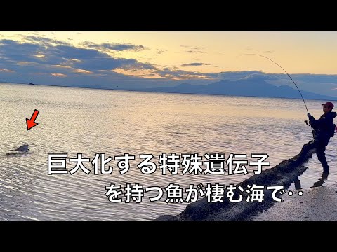 巨大魚の聖地と呼ばれた海で、ランカーシーバスを釣り上げるまでの記録映像