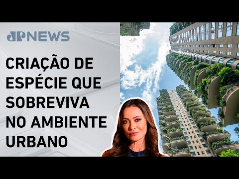 Pesquisadores trabalham para criar plantas para cidades; Patrícia Costa explica