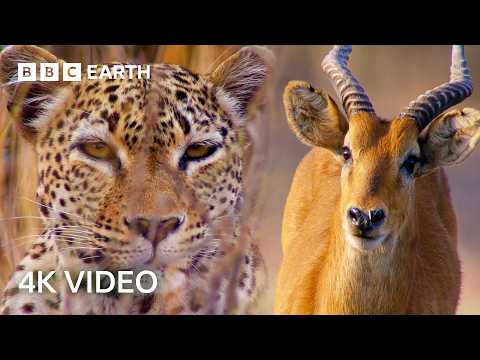 Photo for: Nature’s Most Ingenious Hunters With Sir David Attenborough In 4K | BBC Earth
