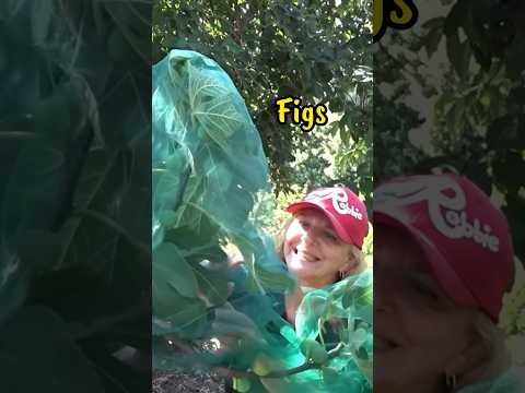 Life SAVER Helps GROW Tons of Vegetables MY PERFECT Garden Pest Control Container Gardening w/ Tulle