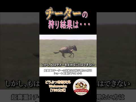 ヌーを狩ろうとするチーター！果たして結果は・・・？【どうぶつ奇想天外／WAKUWAKU】