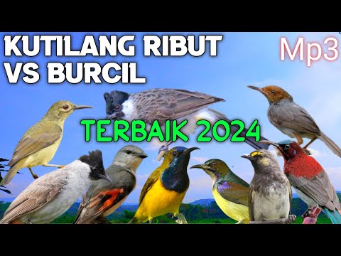Mp3 Pikat Kutilang Ribut Kombinasi Burcil, Suara Ini Terbaik 2024 Wajib Coba ❗