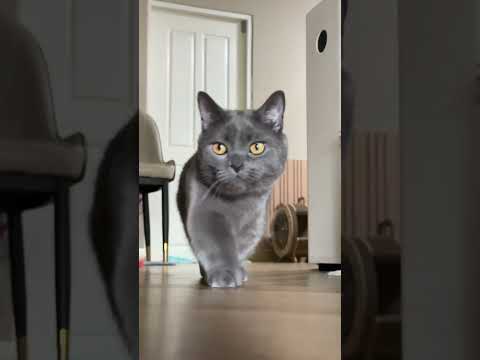 Batman #cat #cutecat #cute #funnycats #pets #แมว #funny #แมวถังแก๊ส #kitten #animals