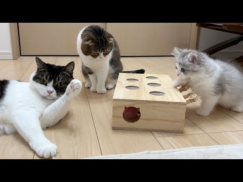 深夜に子猫達の様子をのぞいてみたら家族会議をしていてこうなりました…w
