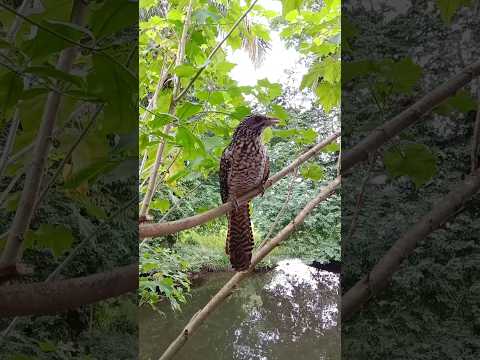 বলুন কি আছে😆🤭😍 #birds #shorts #shortvideo #foryou #foryoupage #status #subscribe @RimiNaskar672