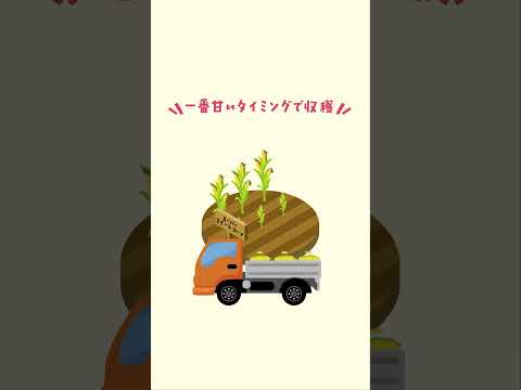 シャキッと！コーンのヒミツ② #おいしい時間