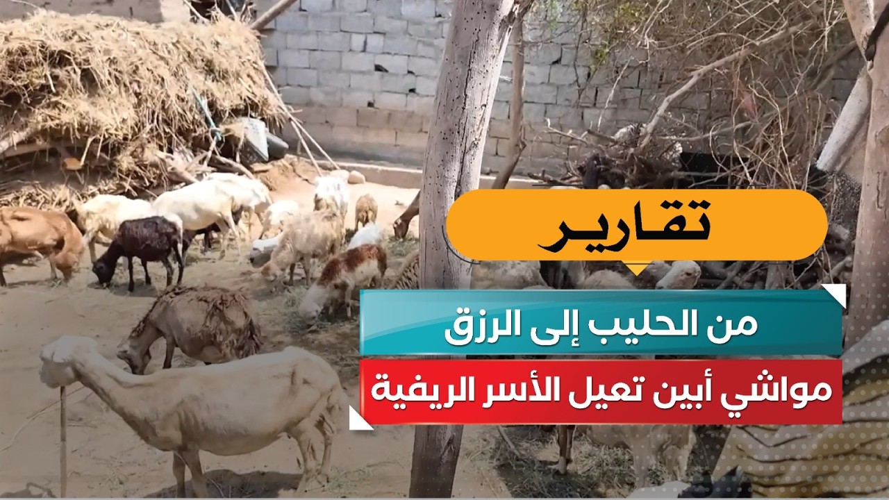 قناة السعيدة