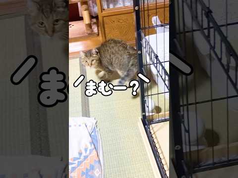 お母さんを呼んだら真横に居た事に気付いた元野良猫の鳴き声が可愛すぎる♡ #びっくり #鳴き声 #かわいい