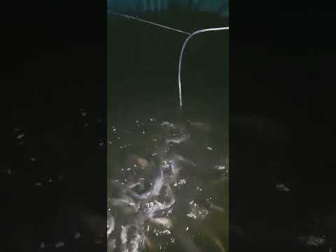 Ternak lele kolam bundar D2 #fish #lele #ikan #ternaklelekolamterpal #ikanhias #fishing #budidayale