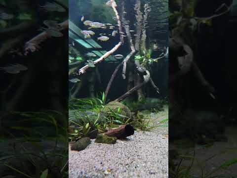 Schooling fish in giant aquarium! #shorts