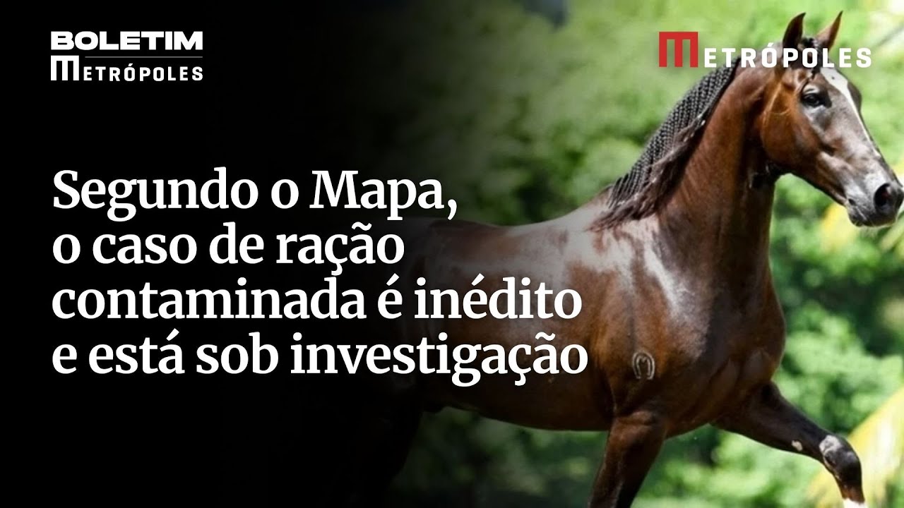 Ração tóxica mata ao menos 245 cavalos em 4 estados diz ministério