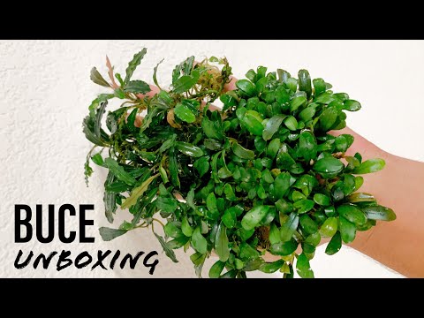 MEGA BUCEPHALANDRA UNBOXING! (buypetshrimp.com) Aquascaping 101 - Plants + Exotics + Reef

Sponsor - Petland Kahala, Honolulu Aquarium Society 

Lik