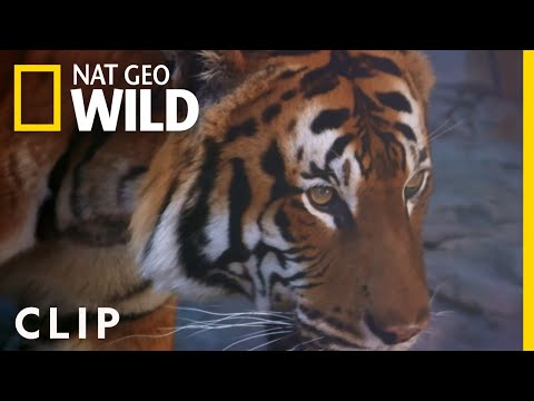 Meet Kayu: The Newest Tiger at the Zoo (Clip) | Secrets of the Zoo