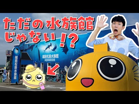 猫の動画サムネイル - ぜんぶさわれちゃう!? タッチプールがすごすぎる水族館🐟✨福井・越前松島水族館を徹底解説ツアー！