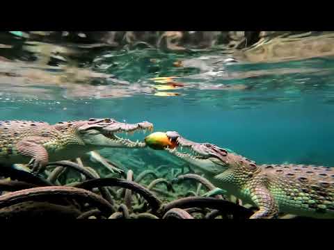 Papaya Party: Crocodile Friendship Goals