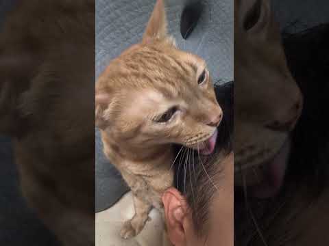 😘#cat #王世堅 #沒出息