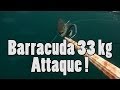 Barracuda attaque chasseur en chasse sous-marine - Spearfishing