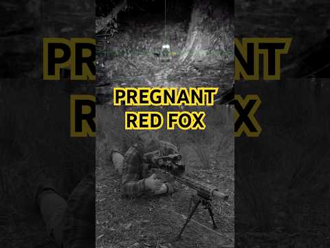 Fox Hunting: Pregnant Fox | Ruger Precision 22LR | Hikmicro LE15S