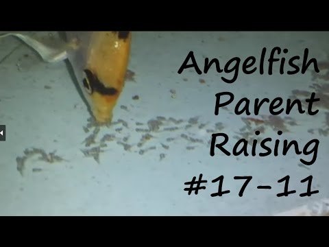 Angelfish Parent Raising #17-11 Just a quick update on one of my parent raising angels.