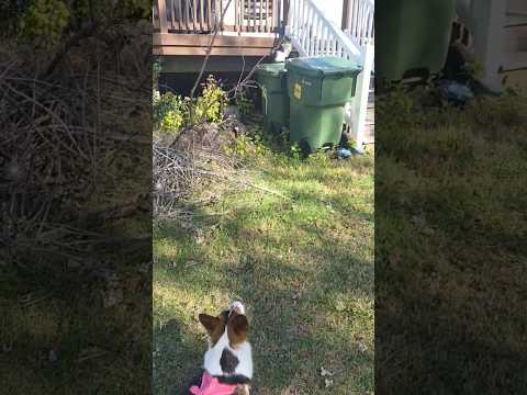 thank you for making a bad day better #corgi #puppy #pets #shorts #cute #dog #mentalhealth