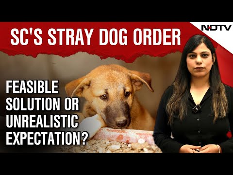 SC’s Dog Relocation Order Sparks Debate: Can Delhi Really Move 10 Lakh Strays To Shelters?