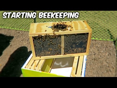 Starting Beekeeping - Vlog Week 1 Season 1 - UCkDbLiXbx6CIRZuyW9sZK1g