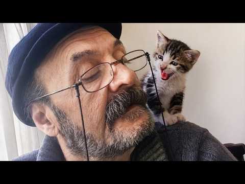 When You Live With a Comedian Cat 😂 Funny Cats and Humans
