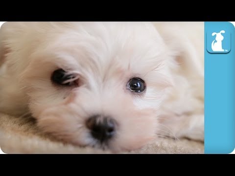 This Maltese Puppy Falls Asleep Better Than You Do - Puppy Love - UCPIvT-zcQl2H0vabdXJGcpg