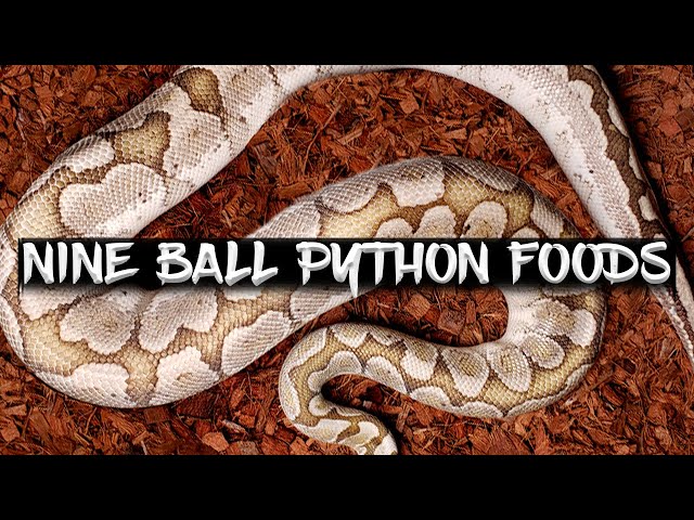 what-does-a-ball-python-eat-bitrot-sh