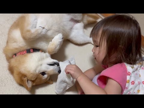 豆柴と娘の日常がいちゃいちゃで可愛すぎなんですけどー!!