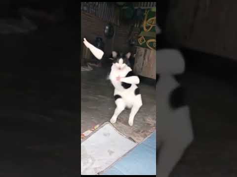 kucing menari