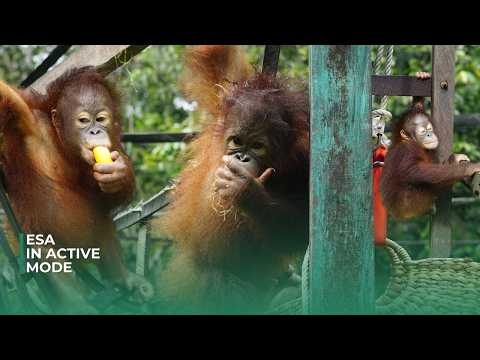 Baby Esa in Active Mode