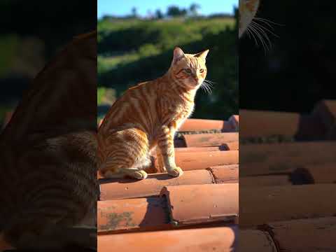 Oren cat play on the tile #cat #studywithmeandmycat #cute