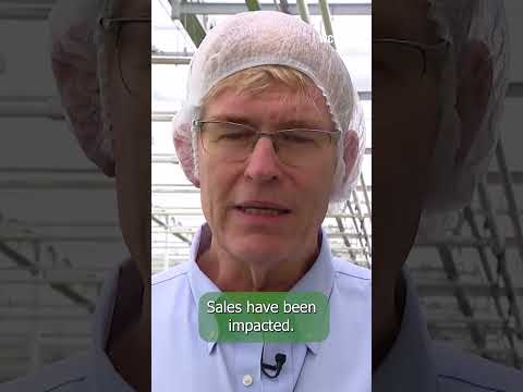 Massachusetts lettuce farm assures customers its crop is safe amid cyclospora outbreak fears